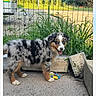 puppy, dog, outdoor, concrete, cinder_blocks, grass, fence, playful, tongue_out, happy, young_dog, pet, animal, nature, sunlight, yard, blue_merle, small_dog, cute, standing