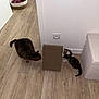 cat, kitten, scratching_board, wooden_floor, indoor, pet, animal, curious, feline, basket, cat_tree, flooring, domestic, playing, small_cat, striped_cat, brown_cat, white_wall, power_outlet, cozy