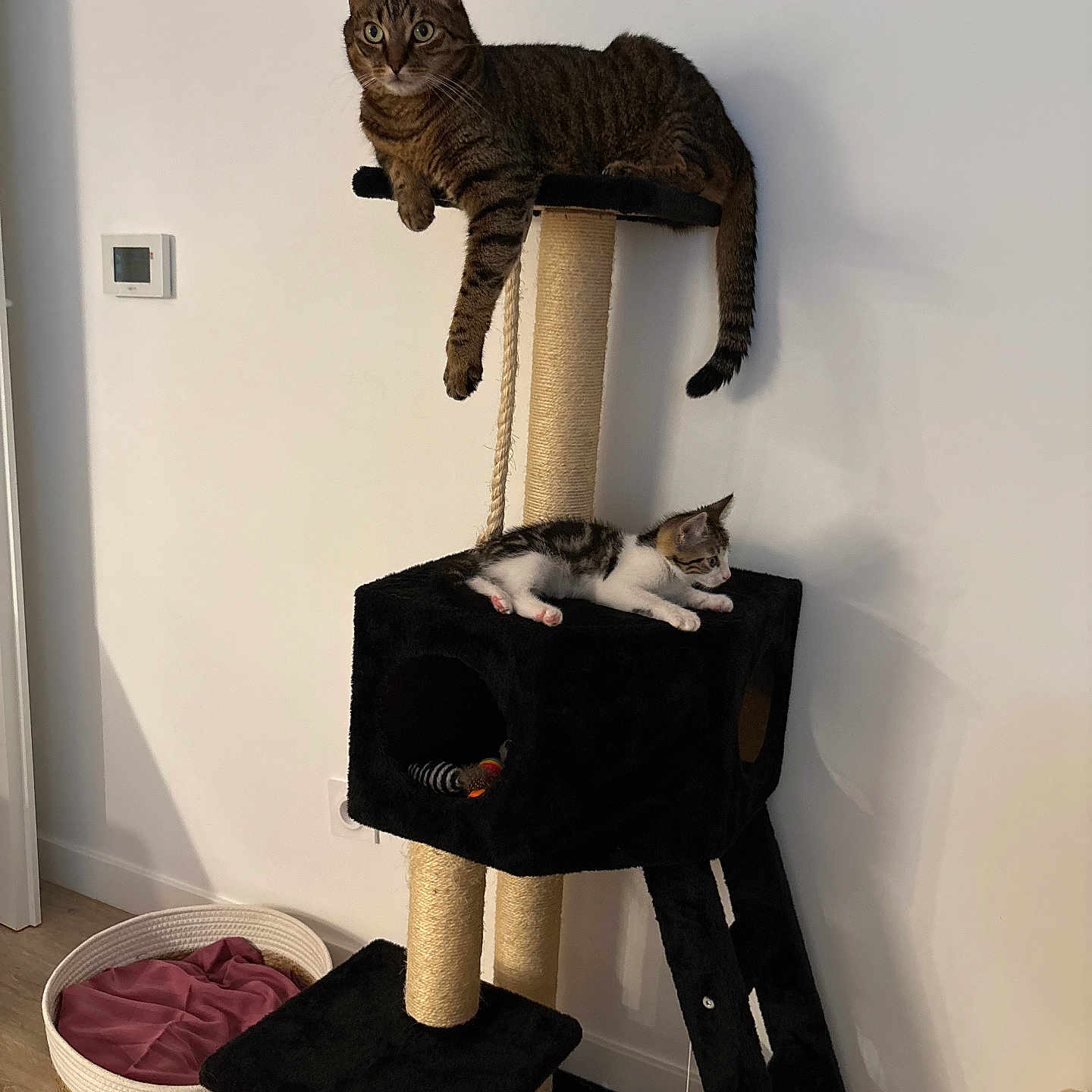 Twix Alya a rejoint le concours — aidez-le/la à gagner de superbes lots ! animal, black_furniture, cat, cat_tree, cute, domestic_cat, feline, home, indoor, kitten, lounging, pet_bed, pets, relaxed, resting, rope, striped_cat, tabby_cat, toy, wood_floor