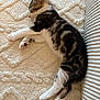 kitten, sleeping, cat, fur, pet, cozy, indoor, resting, cute, animal, soft, texture, striped_cushion, small, paw, whiskers, relaxation, domestic, feline, nap