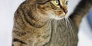 Twix Alya a rejoint le concours — aidez-le/la à gagner de superbes lots ! cat, tabby, green_eyes, whiskers, fur, pet, animal, indoor, white_background, curious, walking, close_up, soft_texture, feline, mammal, young_cat, alert, focused, domestic_cat, side_view