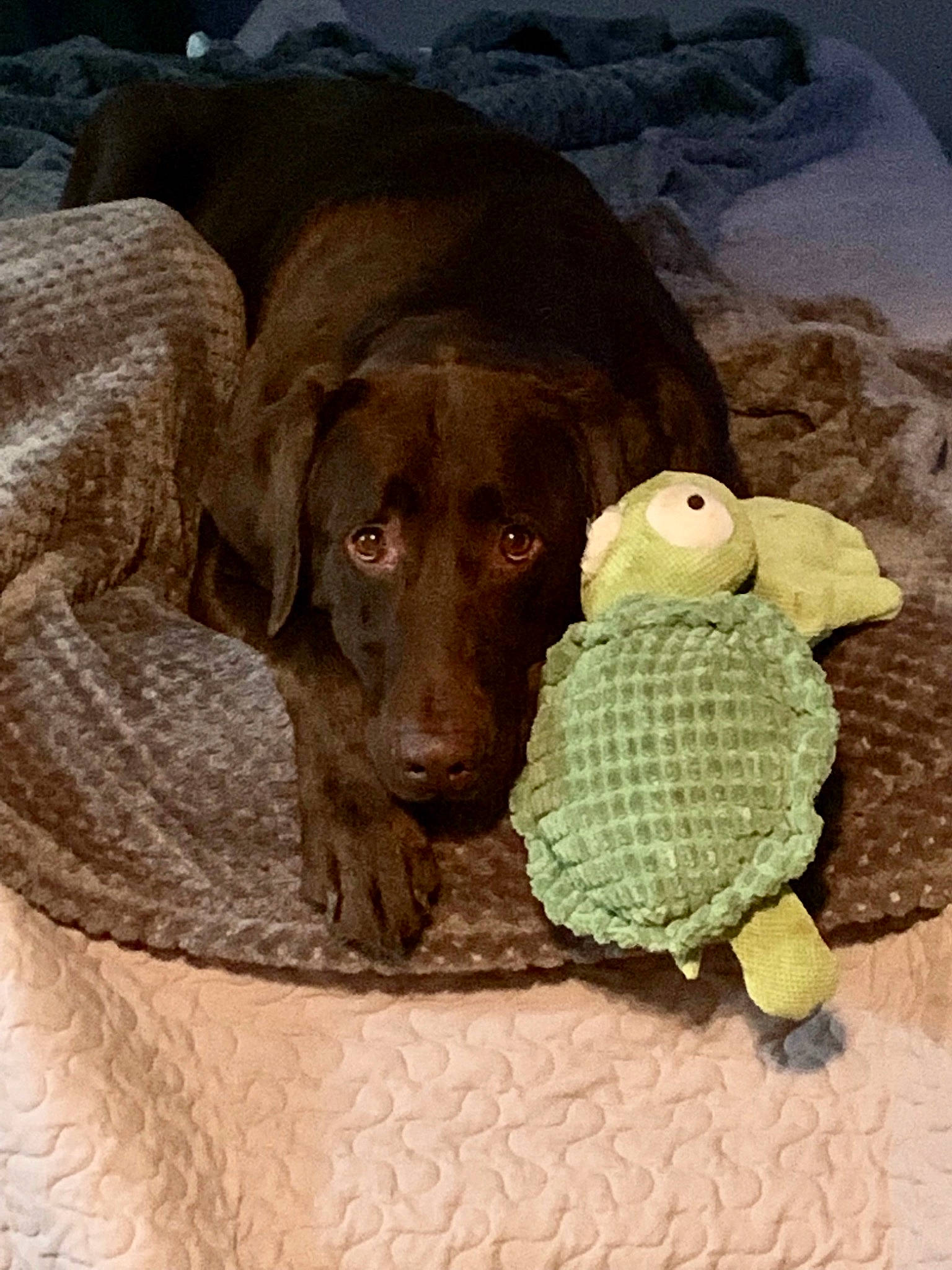 Ruger joined the competition — help win amazing prizes! art, canidae, carnivore, comfort, companion_dog, dog, dog_bed, dog_breed, dog_supply, fawn, linens, liver, pet_supply, snout, sporting_group, stuffed_toy, tennis_ball, toy, woolen, working_animal