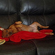 Annie is registered to the contest to win money with this photo: dog, brown_dog, couch, leather_couch, red_blanket, pet, indoor, relaxed, lying_down, small_dog, canine, fur, domestic_animal, home, animal, resting, comfort, cute, playful, living_room