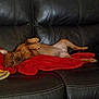 dog, brown_dog, couch, leather_couch, red_blanket, pet, indoor, relaxed, lying_down, small_dog, canine, fur, domestic_animal, home, animal, resting, comfort, cute, playful, living_room