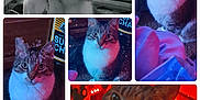 Rugan joined the competition — help win amazing prizes! cat, tabby, indoor, pet, animal, white_chest, white_paws, portrait, digital_filter, flower_crown, sparkles, colorful_lighting, closeup, curious, feline, cozy, collage, multiple_images, cute, eyes
