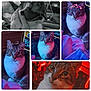 cat, tabby, indoor, pet, animal, white_chest, white_paws, portrait, digital_filter, flower_crown, sparkles, colorful_lighting, closeup, curious, feline, cozy, collage, multiple_images, cute, eyes