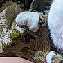 cat_paw, cat_fur, close_up, quilt, floral_pattern, fabric, texture, white_fur, tabby_fur, soft, cozy, resting, animal_part, domestic_cat, pet, indoor, sleeping_area, feline, paw_pad, comfort