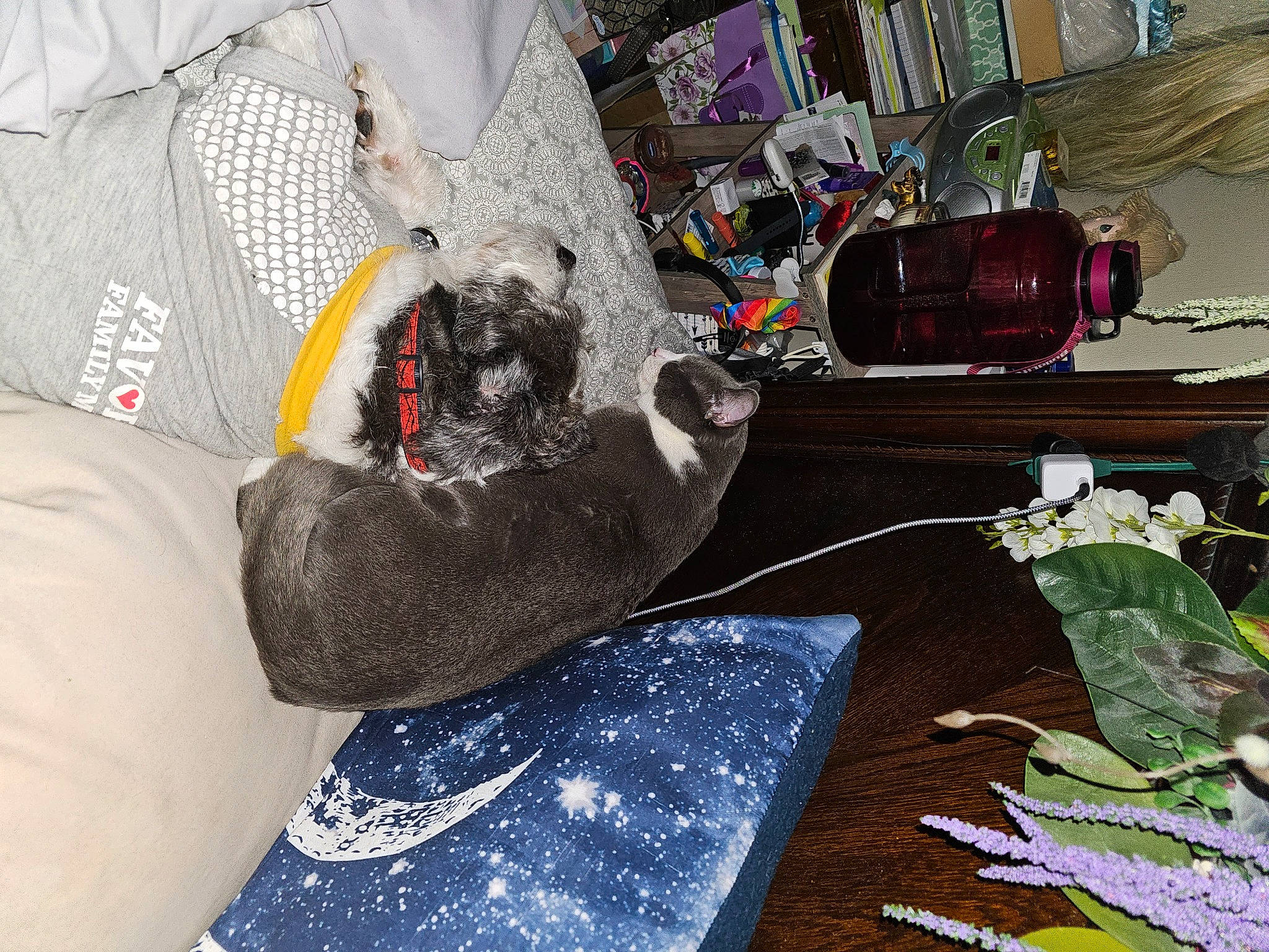 Mojo joined the competition — help win amazing prizes! art, bag, carmine, fashion_accessory, floral_design, flower_arranging, glass, hat, leaf_vegetable, linens, luggage_and_bags, pattern, personal_protective_equipment, plant, plastic, plastic_bag, room, visual_arts