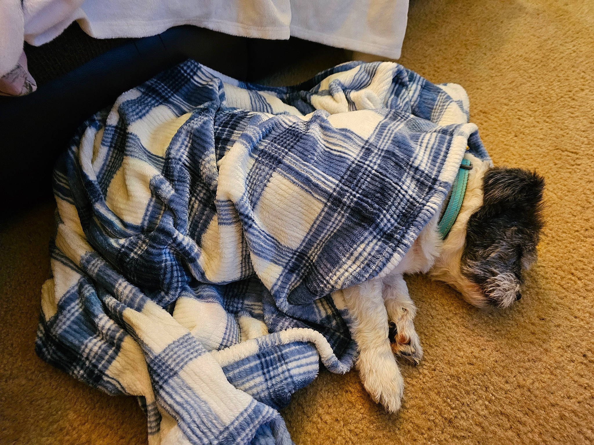 Mojo is registered to the contest to win money with this photo: carnivore, comfort, companion_dog, dog_breed, dog_supply, fawn, felidae, fur, linens, pattern, pet_supply, plaid, sleeve, sporting_group, tartan, textile, toy_dog, wood, working_animal