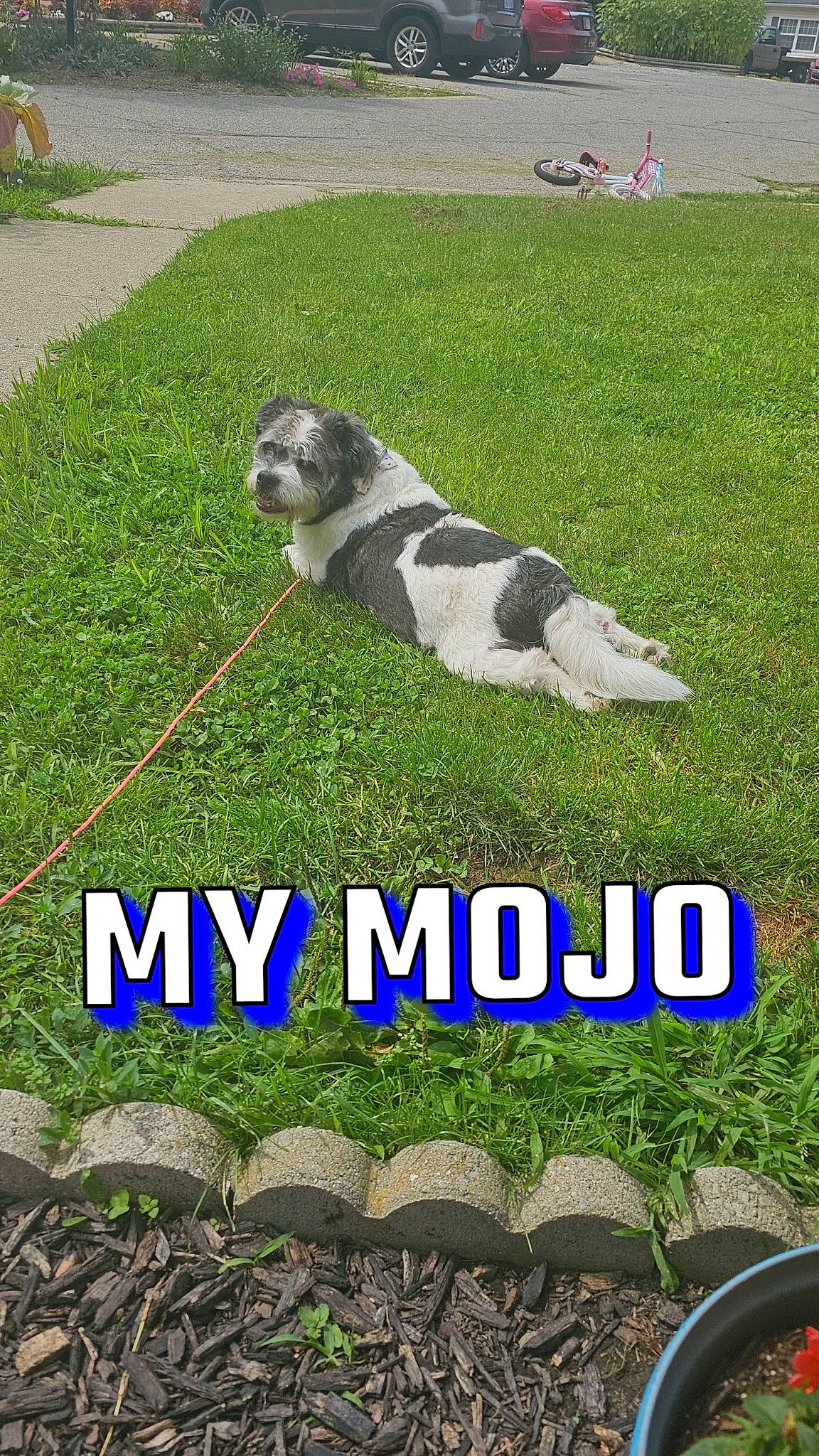 Mojo joined the competition — help win amazing prizes! advertising, art, carnivore, companion_dog, dog, dog_breed, font, garden, grass, grass_family, grassland, green, groundcover, landscape, lawn, plant, shrub, sidewalk, soil, urban_design