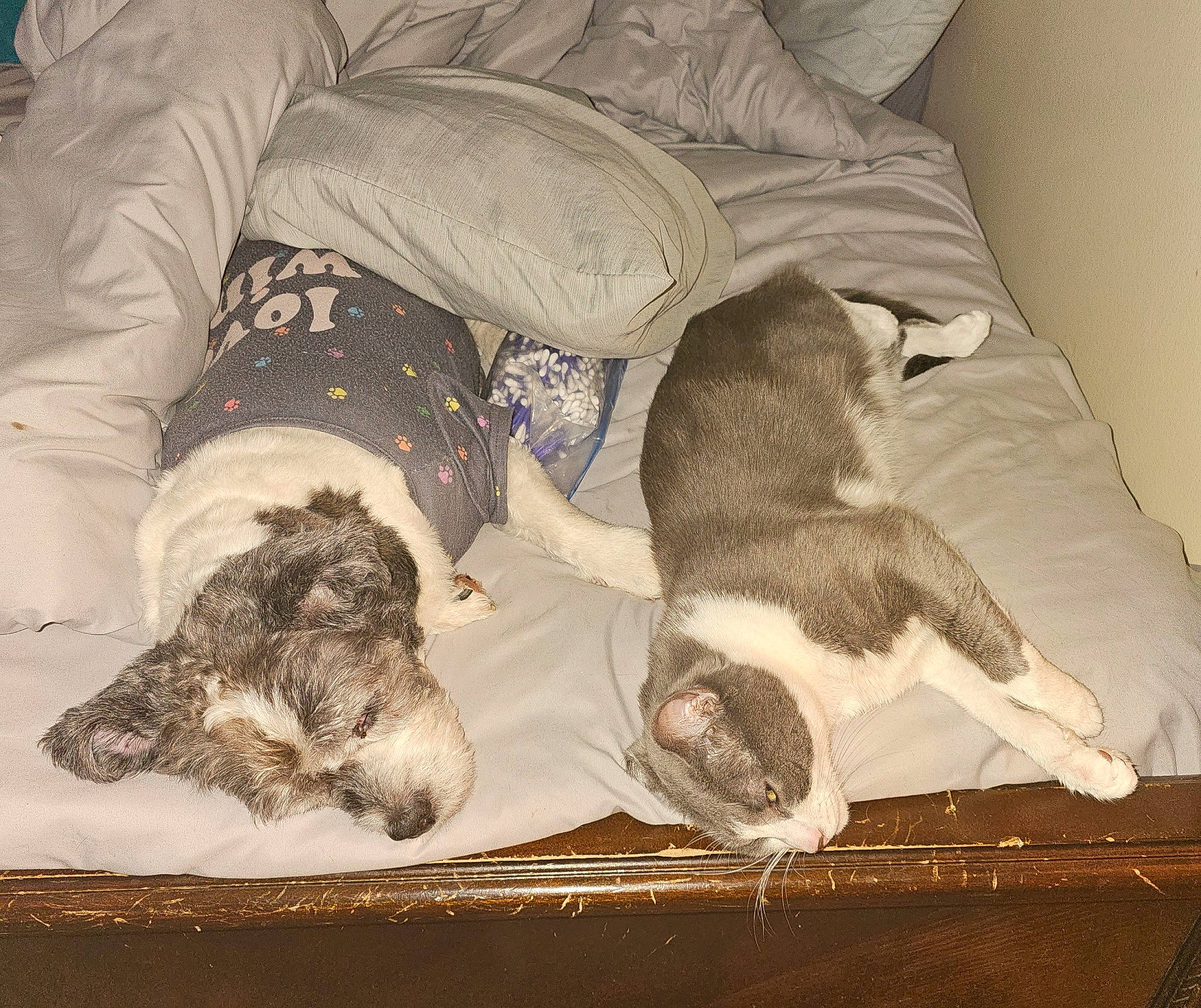 Mojo is registered to the contest to win money with this photo: canidae, carnivore, comfort, companion_dog, dog, dog_breed, dog_supply, fur, linens, mammal, nap, non_sporting_group, pet_supply, sleep, sporting_group, vertebrate, working_animal