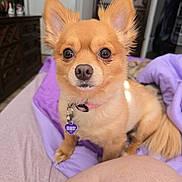 Ziva joined the competition — help win amazing prizes! animal, bed, blanket, closeup, collar, curious, cute, dog, domestic, ears, fluffy, fur, furniture, human_leg, indoor, pet, portrait, purple_blanket, small_dog, tag