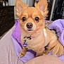animal, bed, blanket, closeup, collar, curious, cute, dog, domestic, ears, fluffy, fur, furniture, human_leg, indoor, pet, portrait, purple_blanket, small_dog, tag