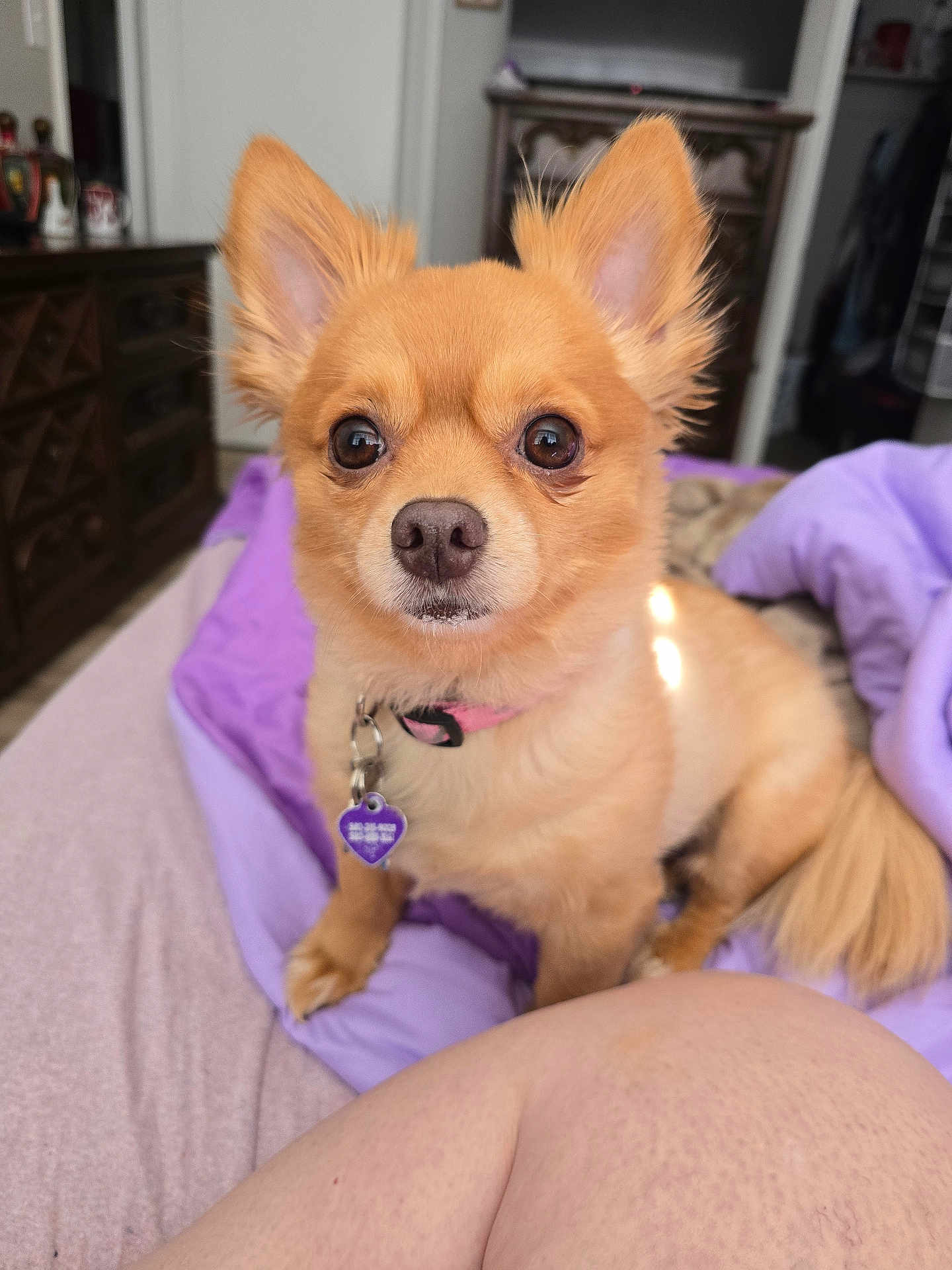 Ziva