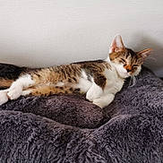 Venec participe au concours pour gagner de l'argent avec cette photo : cat, kitten, sleeping, tabby, fur, whiskers, ears, paw, blanket, soft, cozy, resting, indoor, pet, animal, cute, relaxed, feline, texture, comfort