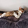 cat, kitten, sleeping, tabby, fur, whiskers, ears, paw, blanket, soft, cozy, resting, indoor, pet, animal, cute, relaxed, feline, texture, comfort