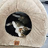 cat, sleeping, pet_cave, knitted, cozy, indoor, fur, whiskers, animal, resting, soft, cute, tabby, white_paws, fluffy, quiet, relaxed, home, pet, comfortable