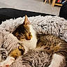cat, tabby, sleeping, fluffy_blanket, cozy, indoor, pet, relaxation, feline, cute, stretching, fur, whiskers, paw, home, comfort, rest, animal, domestic_cat, soft