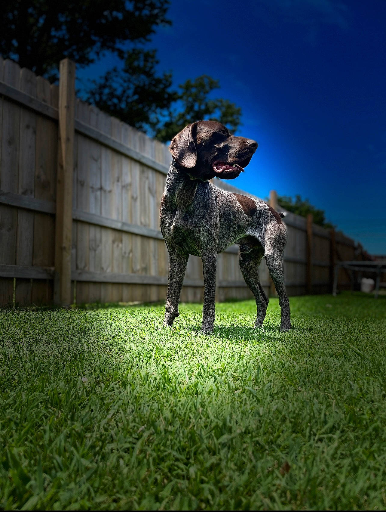 Duke joined the competition — help win amazing prizes! canidae, carnivore, companion_dog, dalmatian, dog, dog_breed, fawn, fence, grass, grassland, landscape, lawn, leash, people_in_nature, plant, sky, sporting_group, tail, tree, working_animal