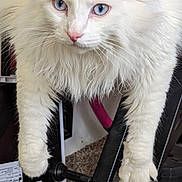 Mushu is registered to the contest to win money with this photo: cat, white_cat, blue_eyes, fluffy_fur, indoor, carpet, metal_frame, pet, animal, curious, perched, close_up, feline, whiskers, pink_nose, front_legs, domestic_cat, household, portrait, soft_fur