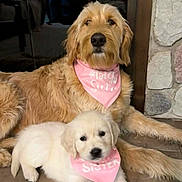 Lucy And Millie joined the competition — help win amazing prizes! dog, puppy, bandana, pink, sitting, lying_down, indoors, stone_floor, fireplace, cute, pet, animal, golden_retriever, fur, companion, family, sibling, relaxed, adorable, mammal