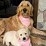 dog, puppy, bandana, pink, sitting, lying_down, indoors, stone_floor, fireplace, cute, pet, animal, golden_retriever, fur, companion, family, sibling, relaxed, adorable, mammal