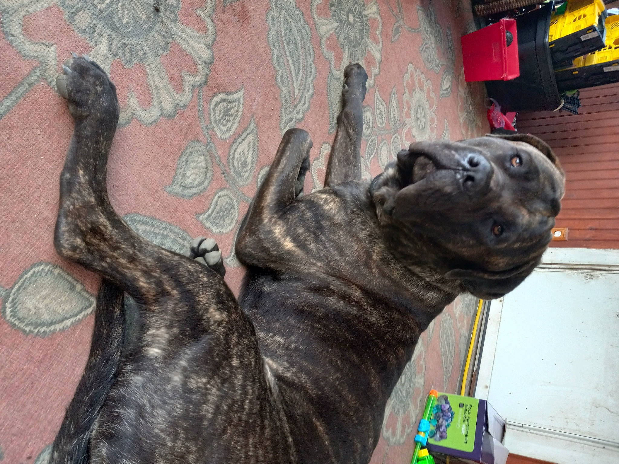 Judge is registered to the contest to win money with this photo: art, canidae, carnivore, collar, companion_dog, dog, dog_breed, dog_collar, fawn, fur, guard_dog, metal, non_sporting_group, sculpture, snout, sporting_group, tail, terrestrial_animal, working_animal, wrinkle