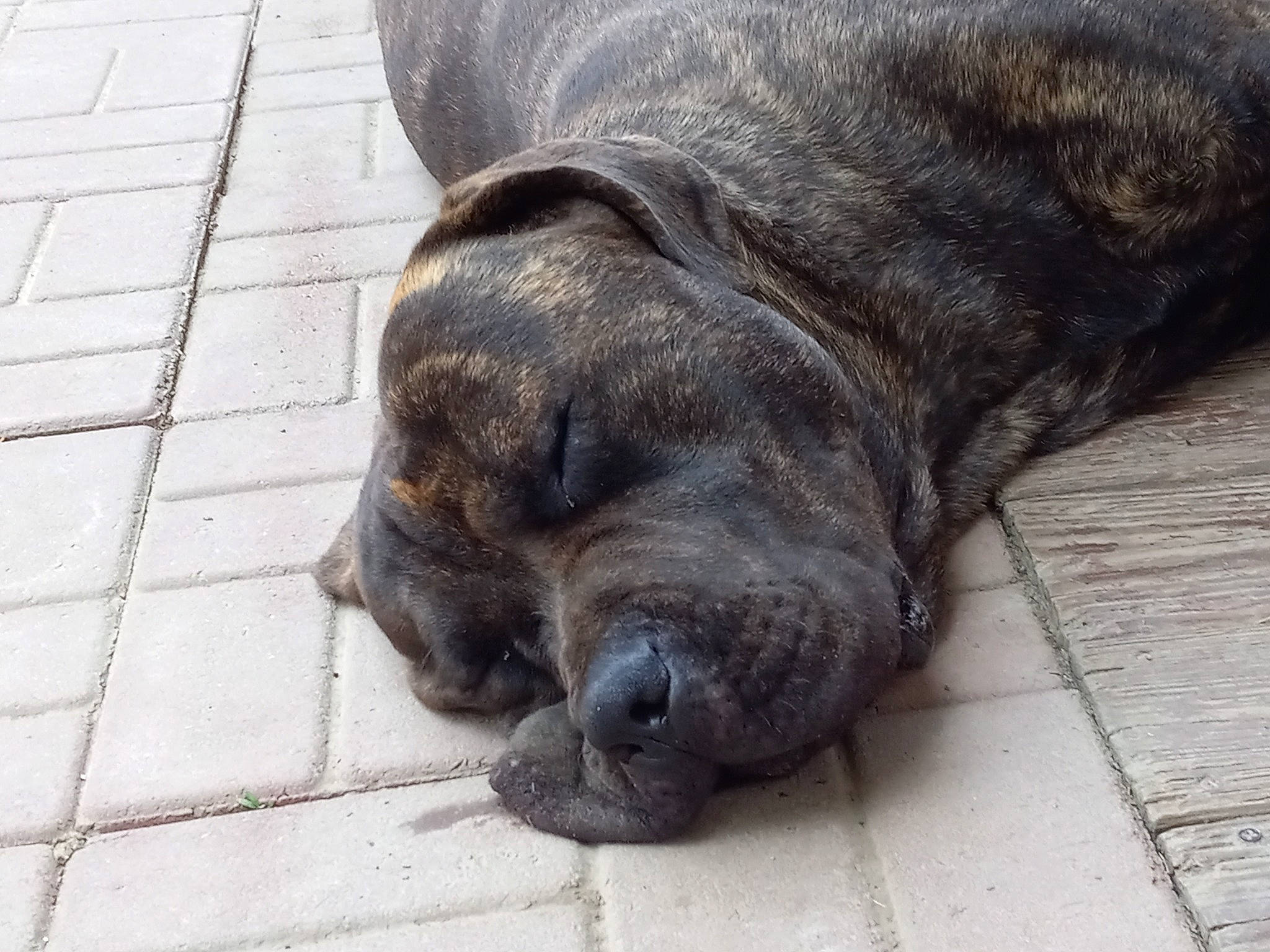 Judge is registered to the contest to win money with this photo: canidae, carnivore, comfort, companion_dog, dog, dog_breed, fawn, foot, fur, grey, liver, nap, natural_material, sleep, sporting_group, tail, terrestrial_animal, whiskers, working_animal, wrinkle