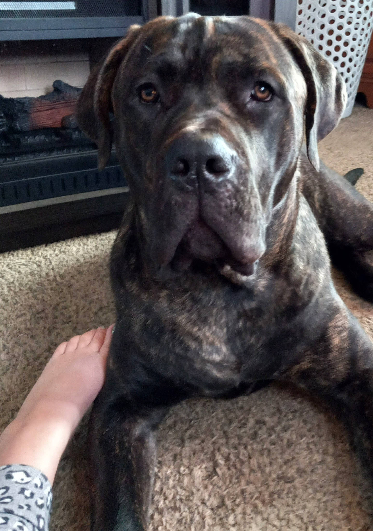 Judge is registered to the contest to win money with this photo: canidae, carnivore, collar, companion_dog, dog, dog_breed, dog_collar, fawn, fur, guard_dog, gun_dog, liver, molosser, non_sporting_group, snout, sporting_group, terrestrial_animal, whiskers, working_animal, working_dog