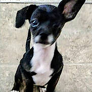 Letty is registered to the contest to win money with this photo: adorable, animal, black_and_white, canine, companion, concrete_floor, cute, dog, domestic_animal, ear_down, ear_up, indoor, looking_up, pet, puppy, short_hair, sitting, small_dog, white_paws, young_dog