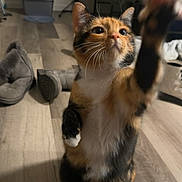 Dumpling joined the competition — help win amazing prizes! animal, boots, calico, cat, claws, curious, cute, domestic, feline, floor, fur, home, indoor, litter_box, mammal, paw, pet, playing, reaching, whiskers