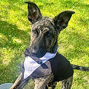 Floki is registered to the contest to win money with this photo: dog, puppy, brindle, tuxedo, costume, outdoor, grass, pet, animal, ears, cute, brown, black, white, legs, collar, person, knees, sunlight, summer
