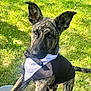dog, puppy, brindle, tuxedo, costume, outdoor, grass, pet, animal, ears, cute, brown, black, white, legs, collar, person, knees, sunlight, summer