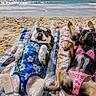 dog, beach, sunglasses, swimsuit, sand, towel, ocean, sunny, relaxing, summer, vacation, sunscreen, sandcastle, umbrella, canine, fun, holiday, animal, two_dogs, lying_down
