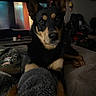 dog, pet, indoor, bed, blanket, fur, animal, cozy, relaxing, living_room, hat, camouflage, brown, black, ears, face, soft_lighting, furniture, television, resting