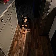 Sophia joined the competition — help win amazing prizes! dog, indoor, kitchen, wooden_floor, cabinet, refrigerator, shadow, dim_lighting, pet, animal, flooring, appliance, brown, black, tan, ears, sitting, quiet, domestic, home