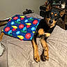 dog, bed, blanket, indoor, pet, animal, brown, black, fur, ears, paws, curious, resting, furniture, room, table, candle, decor, relaxed, looking