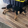 dog, sleeping, indoor, wooden_floor, storage_bins, black_bins, yellow_lids, relaxed, pet, canine, resting, fur, flooring, napping, domestic_animal, side_view, quiet, calm, animal, household