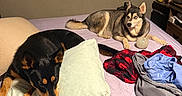 Sophia is registered to the contest to win money with this photo: dog, bed, pillow, blanket, indoor, curtain, ball, resting, black_dog, brown_dog, furniture, room, clothing, relaxed, pet, animal, carpet, casual, domestic, sleepy