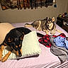 dog, bed, pillow, blanket, indoor, curtain, ball, resting, black_dog, brown_dog, furniture, room, clothing, relaxed, pet, animal, carpet, casual, domestic, sleepy