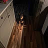 Sophia joined the competition — help win amazing prizes! dog, kitchen, wooden_floor, cabinet, refrigerator, dark, shadow, light_beam, pet, animal, indoor, flooring, quiet, calm, brown, black, home, appliance, furniture, waiting