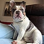 french_bulldog, puppy, dog, pet, indoor, blanket, blue, ears_up, curious, sitting, brown_spots, white_fur, paw, close_up, portrait, furniture, chair, home, cozy, wall_art