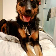 Lukah Bukah is registered to the contest to win money with this photo: dog, pet, bed, indoor, black, tan, happy, tongue_out, collar, fur, animal, mammal, canine, ears, paws, lying_down, domestic, cute, companion, blurred