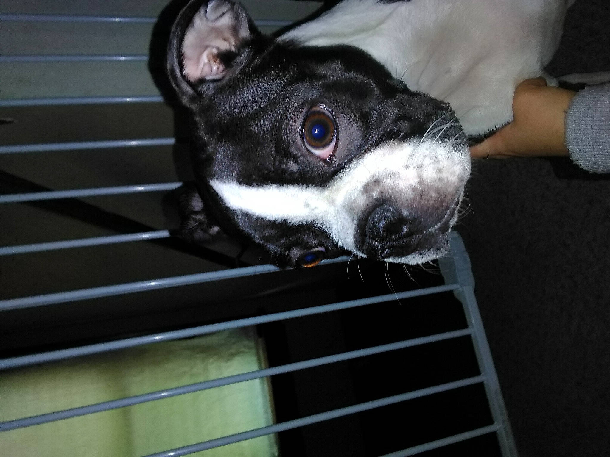 Ruby Dobbie joined the competition — help win amazing prizes! animal_shelter, boston_terrier, canidae, carnivore, companion_dog, dog, dog_breed, french_bulldog, mammal, non_sporting_group, nose, snout, valley_bulldog, vertebrate, whiskers