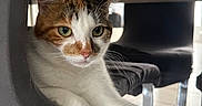 Milo participe au concours pour gagner de l'argent avec cette photo : cat, calico, feline, pet, animal, portrait, close_up, green_eyes, whiskers, ears, white_fur, orange_fur, black_fur, lying_down, paw, indoor, chair, floor, tile, furniture