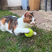 Milo participe au concours pour gagner de l'argent avec cette photo : cat, calico_cat, pet, animal, grass, outdoors, tennis_ball, playing, lying_down, paw, fur, whiskers, green_grass, garden, courtyard, stone_paving, doorway, wheelie_bin, close_up, colorful