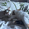 cat, calico_cat, pet, animal, feline, sleeping, lying_down, bed, bedding, blanket, pillow, bedroom, indoors, relaxed, whiskers, ears, paws, fur, portrait, cozy