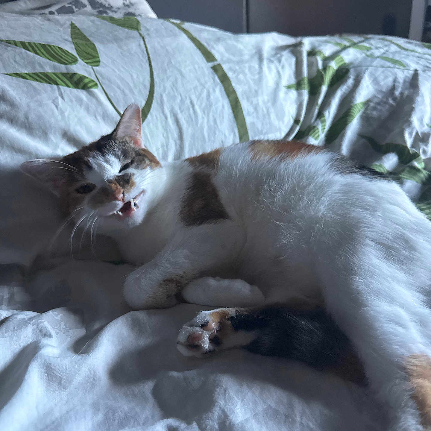 Milo a rejoint le concours — aidez-le/la à gagner de superbes lots ! cat, calico_cat, pet, animal, feline, sleeping, lying_down, bed, bedding, blanket, pillow, bedroom, indoors, relaxed, whiskers, ears, paws, fur, portrait, cozy