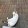 cat, white_cat, ginger_cat, animal, pet, lying_down, belly_up, raised_paws, fluffy, fur, tail, outdoor, pavement, paving_stones, ground, doorstep, tiles, wheel, funny_pose, relaxed