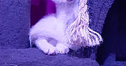 Vérone participe au concours pour gagner de l'argent avec cette photo : kitten, cat, pet, indoor, purple_lighting, cat_tree, rope, feline, curious, young_cat, white_cat, playful, close_up, animal, cute, domestic_cat, resting, portrait, fur, small